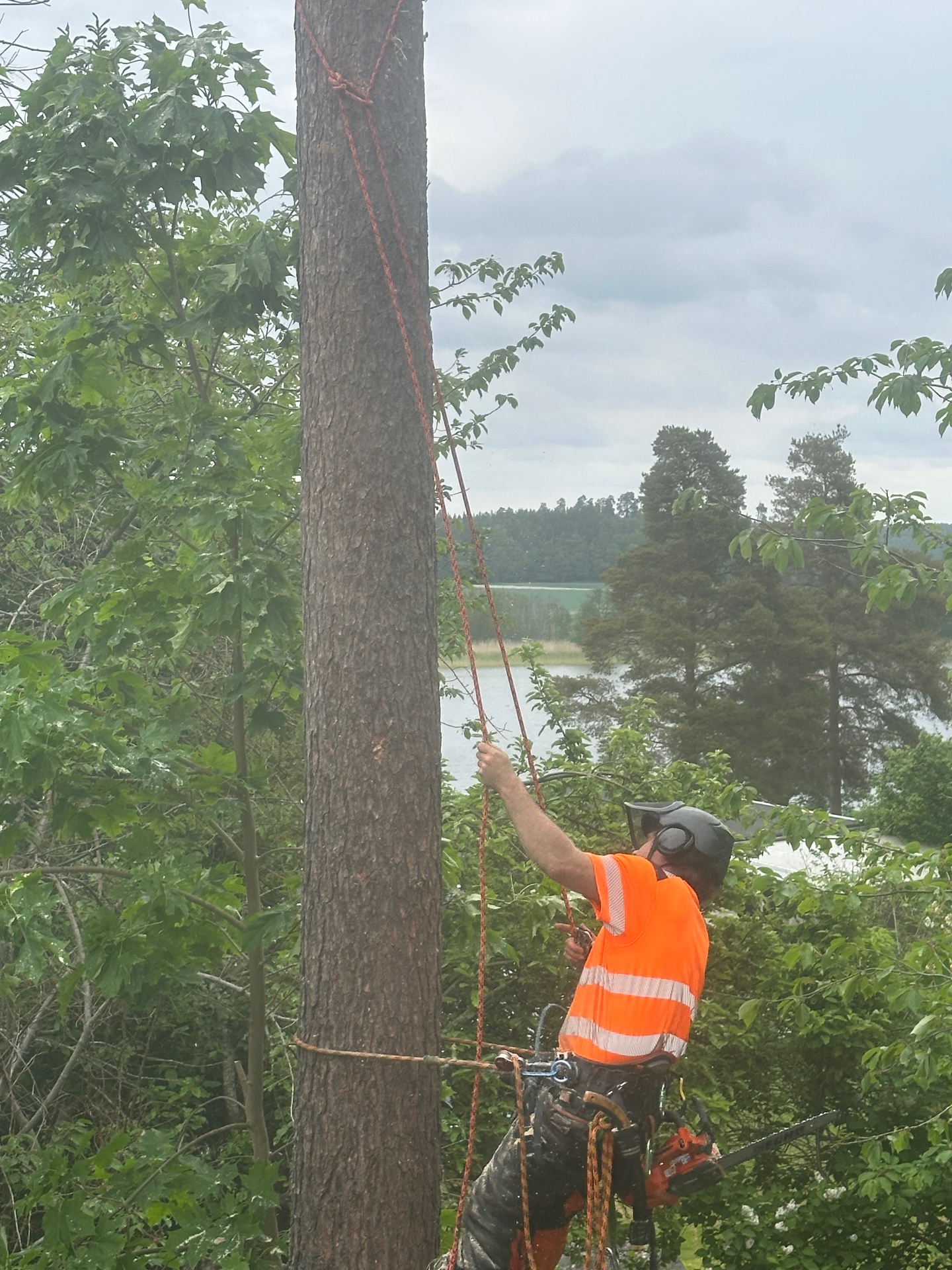 Arborist utför sektionsfällning av träd vid sjö i Tyresö